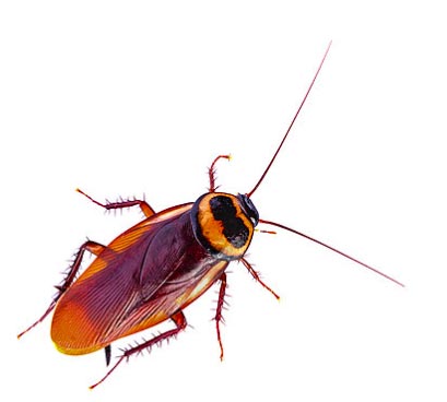 Name a cockroach after you ex or anyone you hate